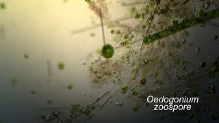 OEDOGONIUM zoospore flagella [upl. by Benco855]