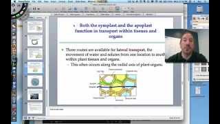 Water Potential in Plants [upl. by Niklaus995]