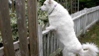 Maremma Sheepdog [upl. by Tutankhamen]