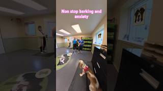 One yearold spaniel nonstop barking and anxiety 1st session [upl. by Hanako583]