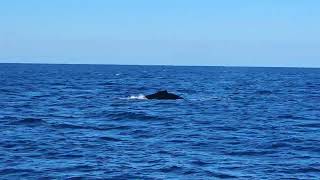 Whalewatching trip 27102024 Dunsborough [upl. by Nirad]