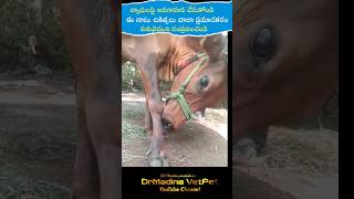 నాటు వైద్యం వద్దు ketosis cow [upl. by Nnayram333]