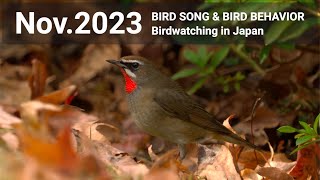 BIRD SONG amp BIRD BEHAVIOR  Nov2023 [upl. by Weigle144]