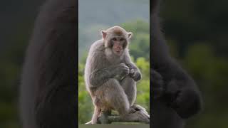 nature  Monkey  animal  forest  beautiful scenery  relaxing clip  PT 22  EP 2  🐵🐒🏞️🌄🤩😍🥰❤️💕 [upl. by Dustman]