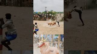 கொல நடுங்குது tamil jallikattu thanjavur fun funny enjoy love nature friends shorts bull [upl. by Horst]