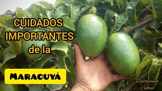 cultivo de MARACUYA  guía práctica para una buena cosecha 🌱 [upl. by Tebzil]