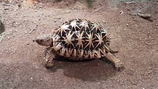 Indian Star Tortoise  Singapore Zoo [upl. by Nofets]