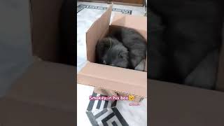 Beware of cats in a box 😁😁 trend yt ytshortsvideo cats kitty videoviral [upl. by Yasmeen]