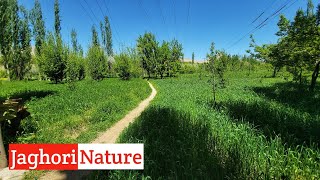 FreshampGrean Nature of Jaghori Afghanistan [upl. by Suoirad]