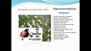 Tuto jardin Erigeron karvinskianus Profusion fiche technique plante annuelle [upl. by Esadnac]