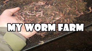 Dendrabaena Worm Farm  Showing you my Wormery [upl. by Sajovich888]