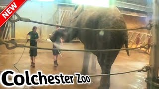 Colchester zoo endangered species and animals Colchester Zoo trip 2019 [upl. by Alleen]