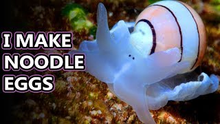 Bubble Snail facts colorful ocean bubbles  Animal Fact Files [upl. by Brodie]