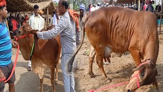 चौसा मंडी से साहिवाल गाय देखिए कीमत के साथ  Sahiwal Cow for Sale in Chausa Pashu Mandi Buxar Bihar [upl. by Melvin]