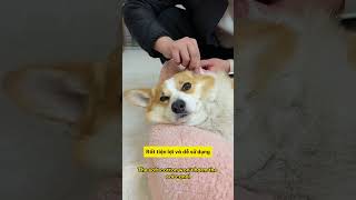 Bí quyết dễ dàng làm sạch tai cho chó cưng của bạn notapetvn fyp pet cat dog cute [upl. by Eimyaj]