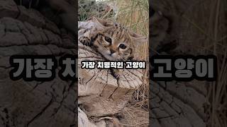 검은발고양이 정보  black footed cat info [upl. by Eleira]