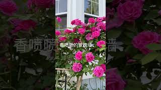 无刺玫瑰香喷喷 Zephirine Drouhin Climbing Rose 2023 [upl. by Aivek622]