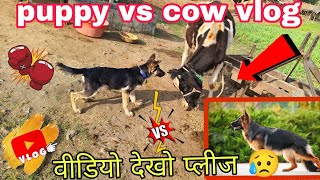 Jarman Shepard dog puppy ki fight ho gayi  cow vs dog 🐶 dog vlog kisan [upl. by Eachelle]