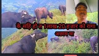 1lakh 20 hajarko raga vhetiyo achham ma sany vlog budhakot🔥 [upl. by Latona]