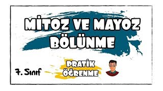 Mitoz Bölünme Nedir Nasıl Gerçekleşir [upl. by Earle]