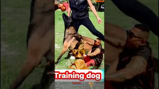 Belgian Malinois ❌Pro training 🦮 malinois becgiegermanshepherd chó pets dog [upl. by Ahseiat600]