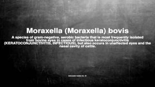 Medical vocabulary What does Moraxella Moraxella bovis mean [upl. by Sivie]