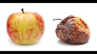 The Fructose Myth Debunked 🍑 Fruit Does Not Make You Fat [upl. by Ddej]