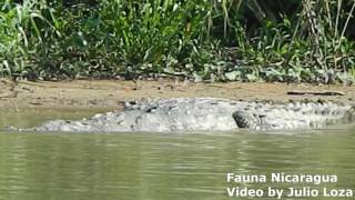 Crocodylus acutus Rio San Juan Nicaragua [upl. by Atterg]