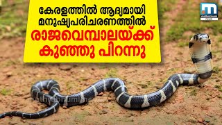 King Cobra gives birth to 20 snakelets  Mathrubhumi News [upl. by Nnyrat344]