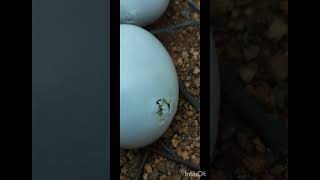 Pigeon egg hatching video status pigeons egghatching video [upl. by Lj]