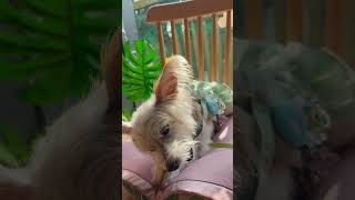 Greedy dog  Dog treats sheep ear 😋😋😋dog morkie shorts dogshorts funny shortsvideo fypシ゚ [upl. by Wenda]