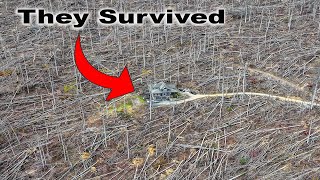 STAND TALL  Hurricane HELENE Demolishes Forest around Family in Asheville NC [upl. by Parrisch274]