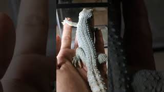 Exotic Male TOKAY GECKO POWDER BLUE SIZE 27CM Reupload [upl. by Lobiv449]