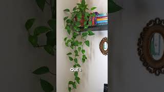 5 plantas essenciais para ter em casa Saiba o motivo [upl. by Anauqaj424]