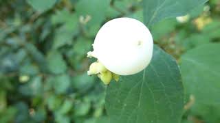 Common Snowberry  Symphoricarpos albus  Snjóber  Garðasnjóber  Skrautrunnar [upl. by Alliuqal914]