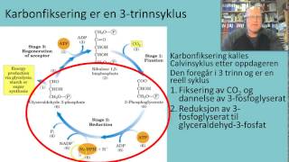 Fotosyntesen Calvinsyklus [upl. by Jamie232]