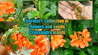 How to harvest Collect Crossandra Flowers and seeds from plants [upl. by Ellenig]