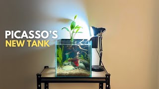 Adding Picasso The Betta To The New Peace Lily Tank [upl. by Mccready]