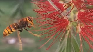 Wasp Yellow jacket bee photography bee youtube bee flying flowers wasp [upl. by Figone]