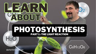 Photosynthesis the light reaction [upl. by Annia]