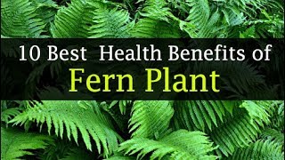 Benefits of Ferns to Humans  Medicinal amp Traditional Uses [upl. by Yessac]