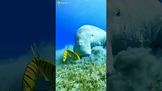 Manatee  The dugong Sea Cow 😱 shorts [upl. by Yann489]