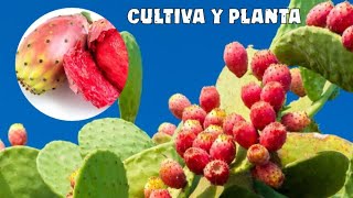 Quieres plantar y cultivar Nopales o chumberas  te enseño a haced lo fácil y sencillo [upl. by Eselahs]