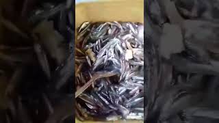 64 WATCH ME MARINATING ANCHOVIES FISH fish food shorts live howto [upl. by Emirac591]