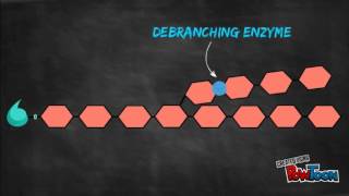 Glycogenesis and Glycogenolysis Animation [upl. by Almond]