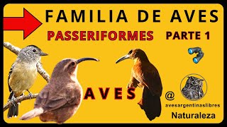 🐦FAMILIA 👀DE AVES 💞PASSERIFORMES birds shortsfeed shorts youtubeshort [upl. by Amal830]