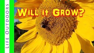 Will Black Oil Sunflowers Grow from Birdseed [upl. by Lizned]