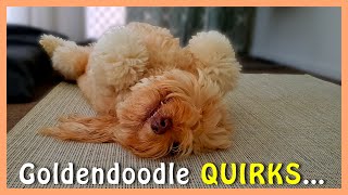 Most GOLDENDOODLE OWNERS Know These 3 QUIRKS  Goldendoodles Funny Traits  Funny Doodle Dogs [upl. by Amjan]