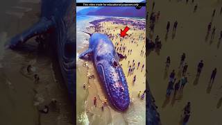 নীল তিমি সম্পর্কে কিছু অজানা তথ্য  unknown facts about blue whale [upl. by Nairadal]