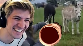 xQc reacts to Donkey Laughs at Dog Getting Shocked By Electric Fence with chat [upl. by Agler]